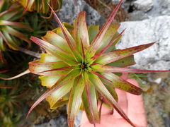 Dracophyllum menziesii, photograph (c) Benjamin Lavin, some rights reserved (CC BY)
