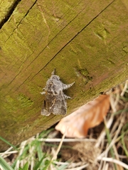 Lepidoptera