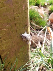 Lepidoptera