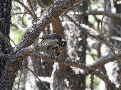 Dryobates stricklandi