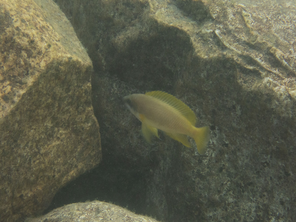 Yellowchin lamprologus (Neolamprologus mustax) — Cichlidae
