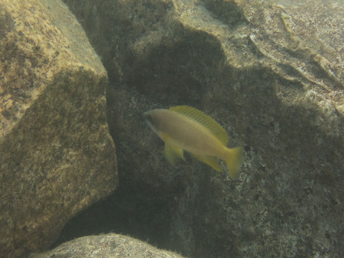 Neolamprologus mustax