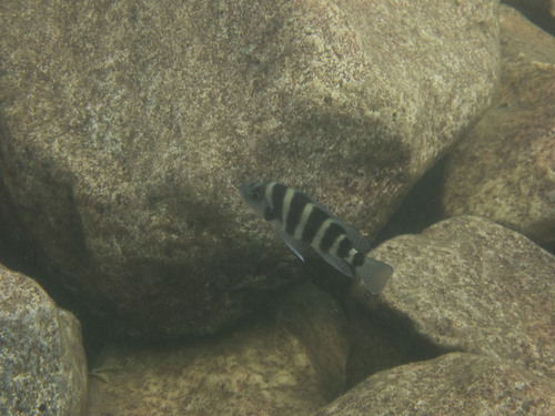 Neolamprologus sexfasciatus