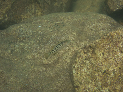 Lepidiolamprologus elongatus