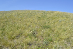 Astragalus albicaulis