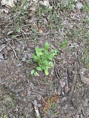Myosotis macrosperma