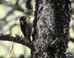 Dryobates stricklandi