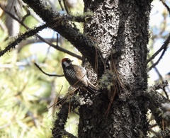 Dryobates stricklandi