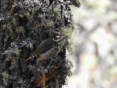 Dryobates stricklandi