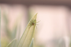 Araniella
