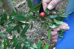 Cryptocarya