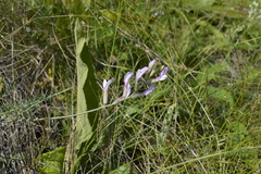 Astragalus pallescens