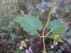 Gonolobus erianthus