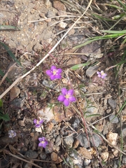 Spergularia purpurea