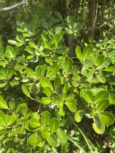 Alstonia spatulata observed 2026-04-15