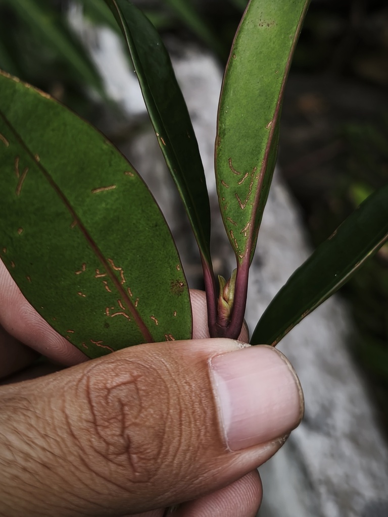 Eucalyptopsis