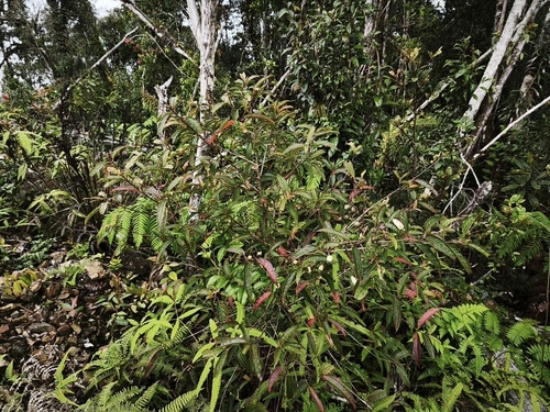 Octamyrtus pleiopetala observed 2026-03-15