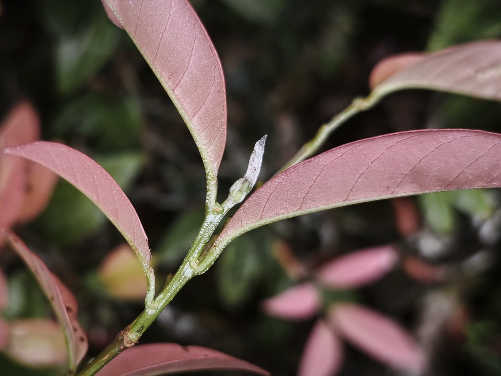 Nothofagus womersleyi Steenis