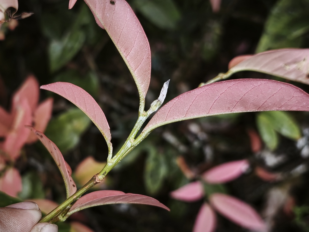 Nothofagus womersleyi Steenis 2
