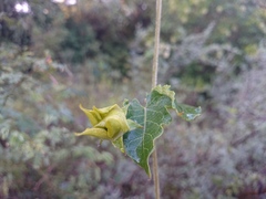 Gonolobus erianthus