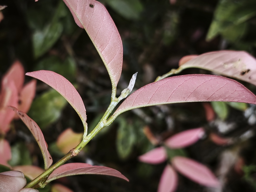 Nothofagus womersleyi Steenis 3