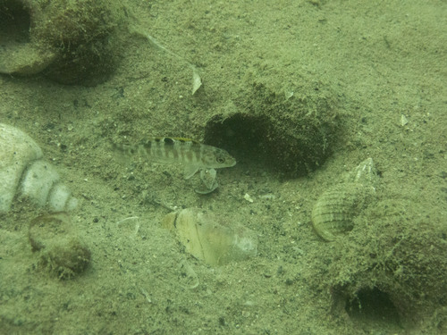 Lepidiolamprologus meeli