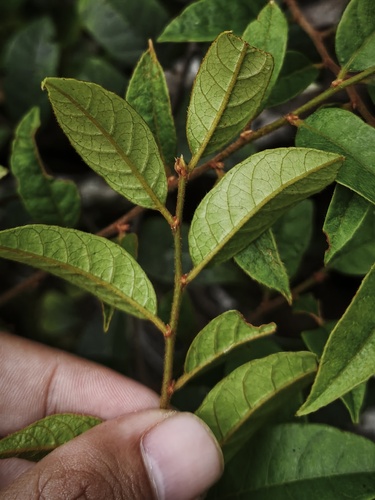 Prunus arborea observed 2026-03-15