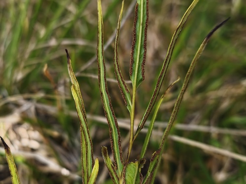 Lindsaea ensifolia