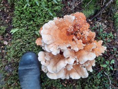 Bondarzewia kirkii