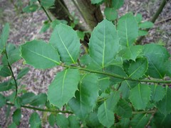 Ilex × altaclerensis