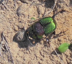 Phanaeus difformis