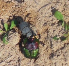 Phanaeus difformis