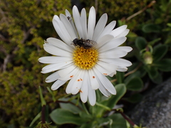 Celmisia bonplandii, photograph (c) Benjamin Lavin, some rights reserved (CC BY)