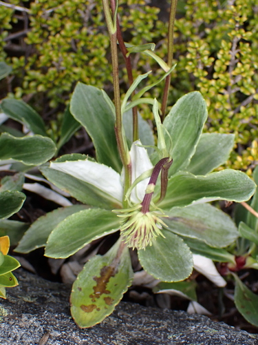 Celmisia bonplandii, photograph 3