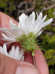Celmisia bonplandii