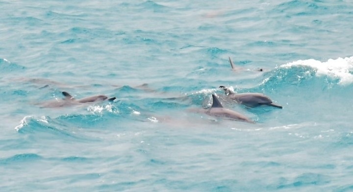 Stenella longirostris