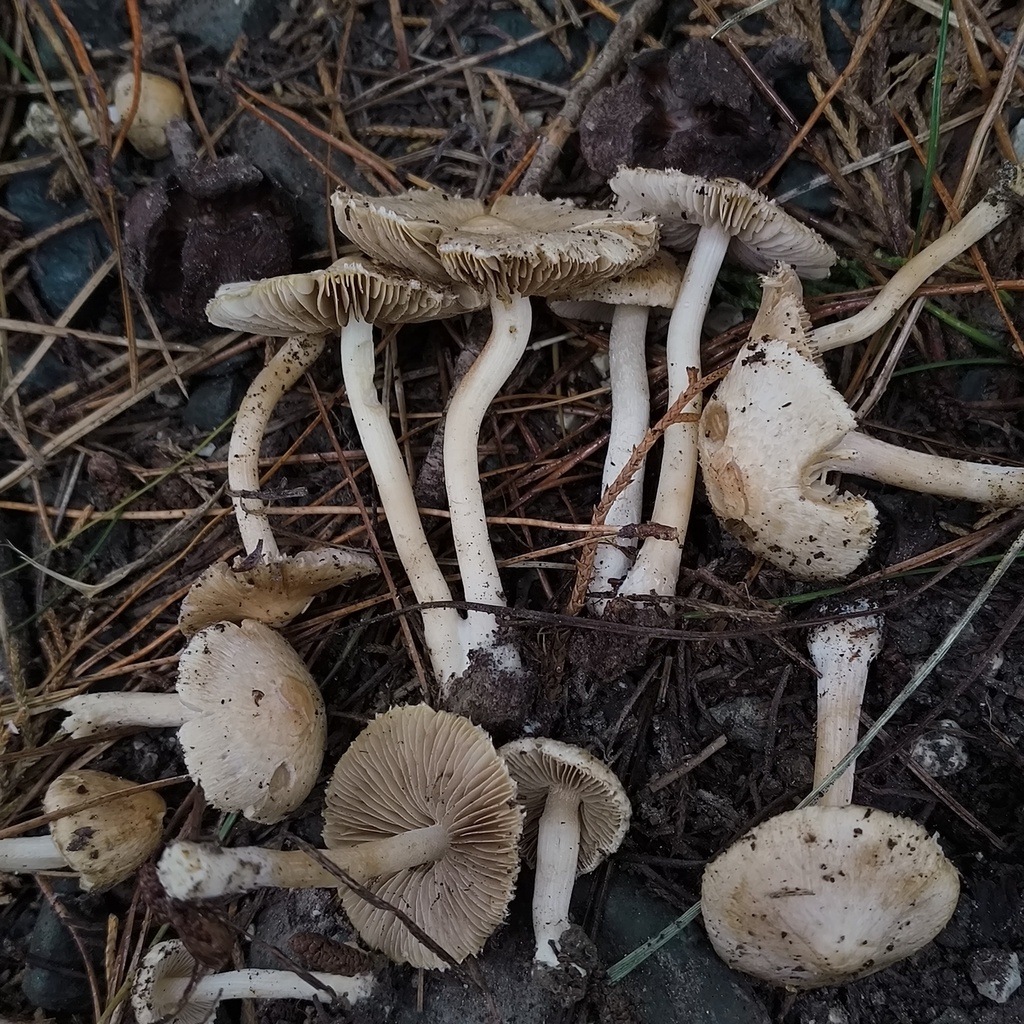 Inocybe sindonia · April 2026 · photo: © zedt (iNaturalist, cc-by)