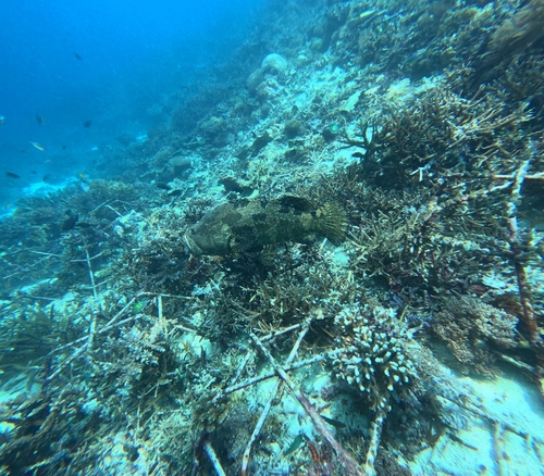 Epinephelus fuscoguttatus