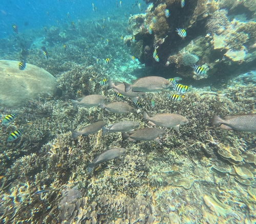 Siganus vermiculatus