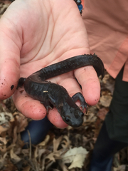 Ambystoma 'unisexual complex'