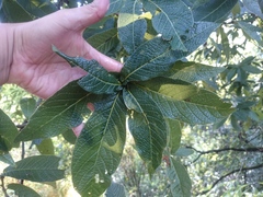 Quercus rysophylla