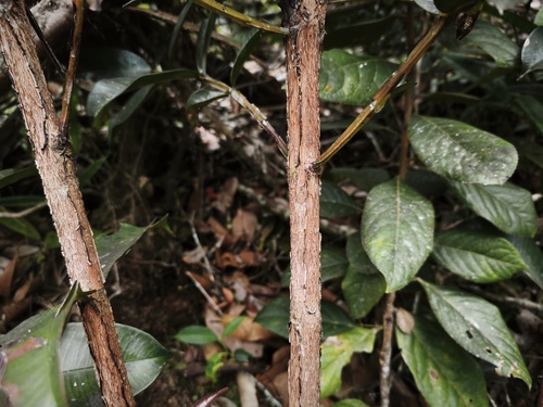 Syzygium observed 2026-03-15