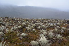 Espeletia grandiflora