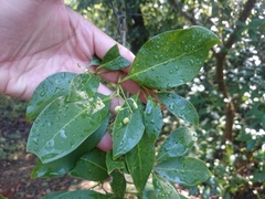 Chiococca pachyphylla