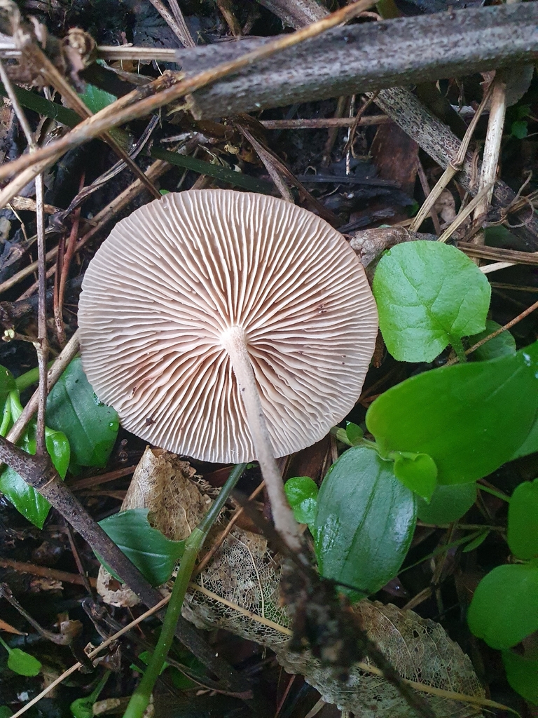 Collybiopsis subpruinosa
