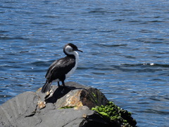 Phalacrocorax fuscescens