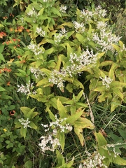 Koenigia polystachya