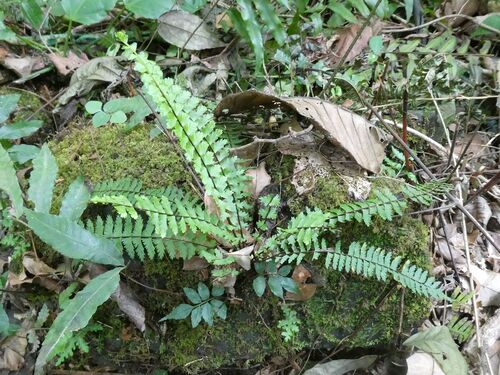 showy spleenwort