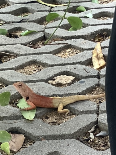 Indochinese Garden Lizard