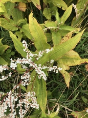 Koenigia polystachya